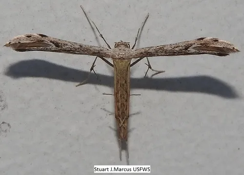 Belfrage's Plume Moth - photo 4