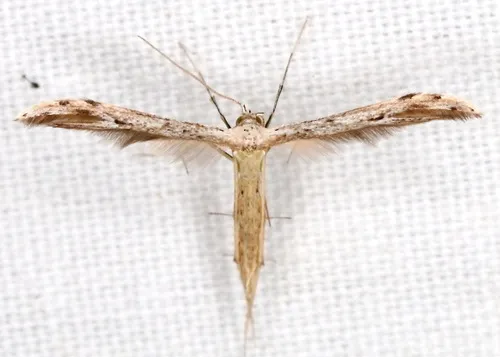 Belfrage's Plume Moth - photo 5