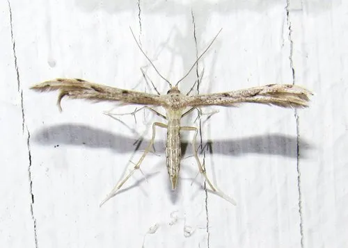Belfrage's Plume Moth - photo 6