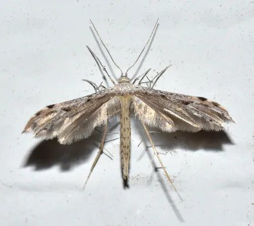 Belfrage's Plume Moth - photo 7