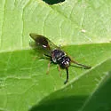 Psen erythropoda