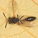 Psen erythropoda - photo 2