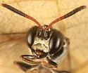 Psen erythropoda - photo 4