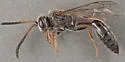 Pseneo punctatus - photo 2