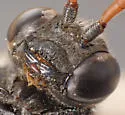 Pseneo punctatus - photo 4