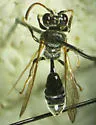 Pseneo simplicicornis
