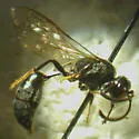 Pseneo simplicicornis - photo 2