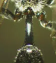 Pseneo simplicicornis - photo 3