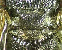 Pseneo simplicicornis - photo 4