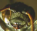 Pseneo simplicicornis - photo 5