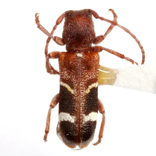 Currant-tip Borer - photo 2