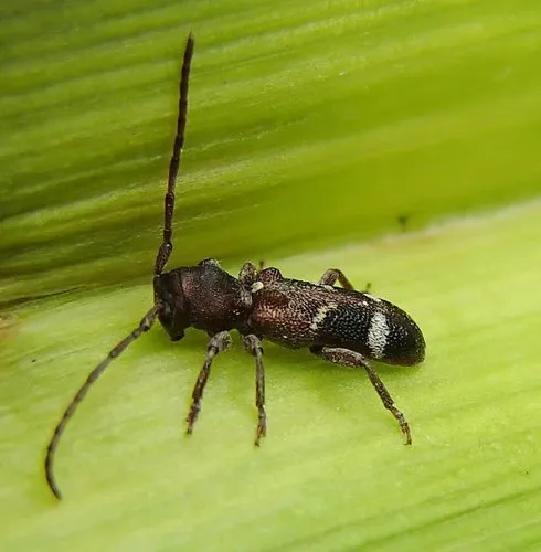 Currant-tip Borer - photo 3