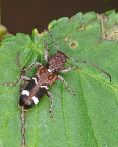 Currant-tip Borer - photo 4