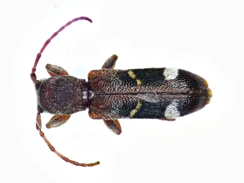 Currant-tip Borer - photo 5