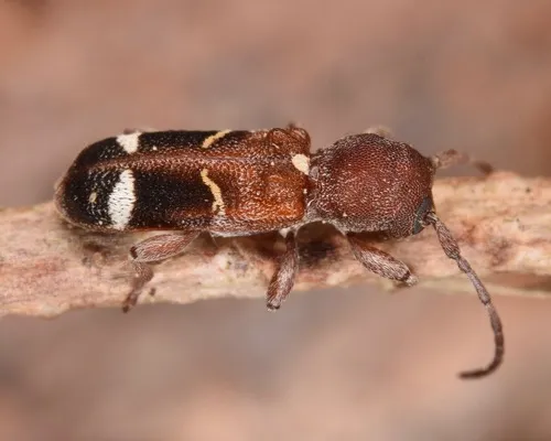 Currant-tip Borer - photo 6