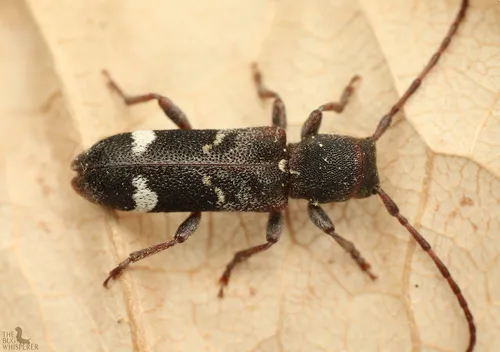 Currant-tip Borer - photo 7