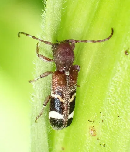 Currant-tip Borer - photo 8