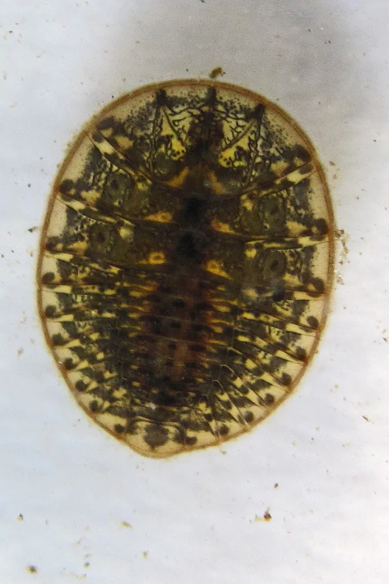 Water Penny Beetles - Psephenidae
