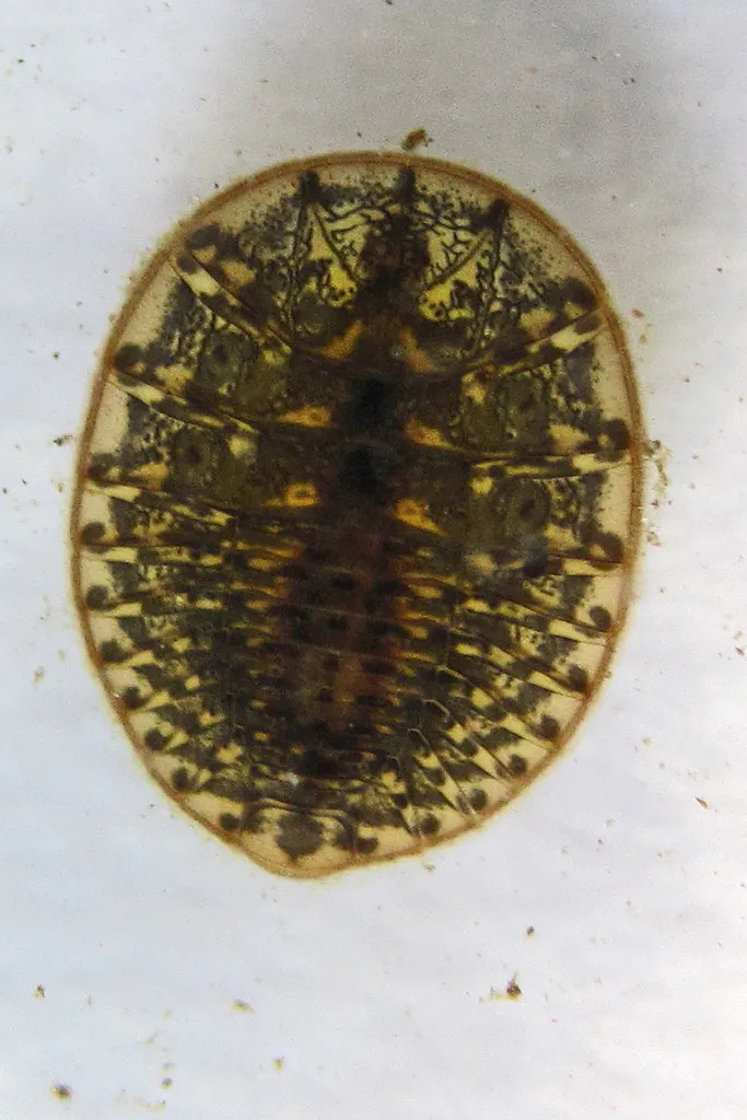 Water Penny Beetles - photo 3