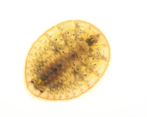 Psephenus falli - photo 2