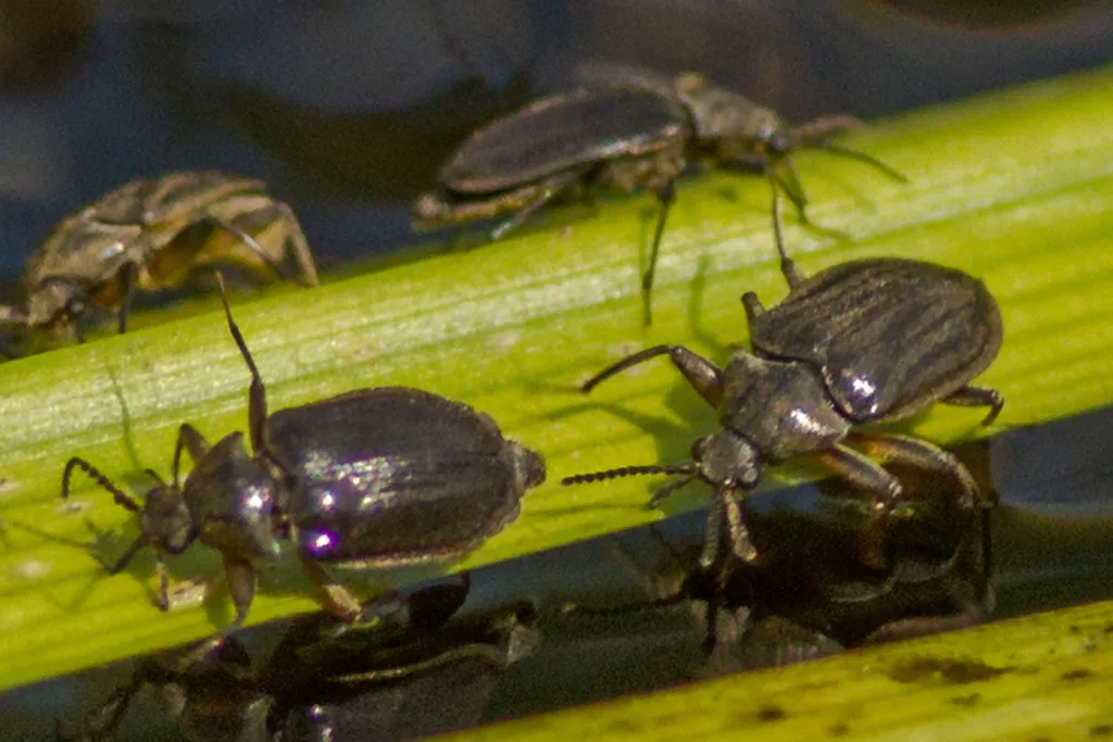 Psephenus herricki