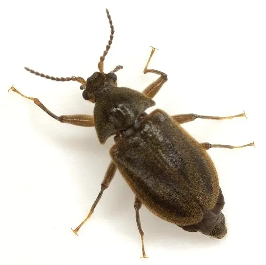 Psephenus texanus