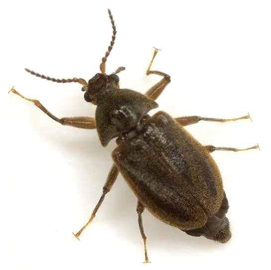 Psephenus texanus - photo 3