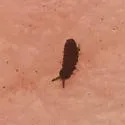 Pseudachorudina ignota
