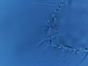 Pseudachorudina ignota - photo 2