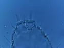 Pseudachorudina ignota - photo 3