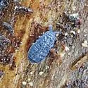Pseudachorutes complexus