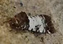 Pseudacontia crustaria - Hodges#10172 - photo 2