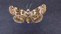 Pseudacontia crustaria - Hodges#10172 - photo 4