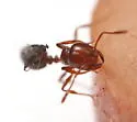 Pseudacteon curvatus - photo 2