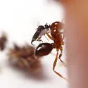 Pseudacteon curvatus - photo 3