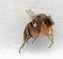 Pseudacteon tricuspis