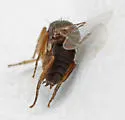 Pseudacteon tricuspis - photo 2