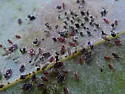 Avocado Lace Bug - photo 2