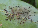 Avocado Lace Bug - photo 3