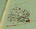 Avocado Lace Bug - photo 4