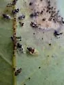 Avocado Lace Bug - photo 5