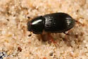 Pseudagolius bicolor