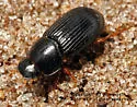 Pseudagolius bicolor - photo 2