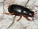 Pseudagolius bicolor - photo 3