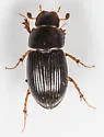 Pseudagolius bicolor - photo 4