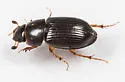 Pseudagolius bicolor - photo 5
