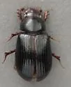 Pseudagolius coloradensis - photo 2