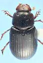 Pseudagolius coloradensis - photo 3