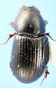 Pseudagolius coloradensis - photo 4