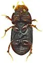 Pseudagolius coloradensis - photo 5